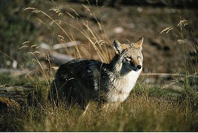 动视暴雪遭到起诉后 旗下所有游戏社交媒体账号停更